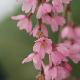 Cerisier � fleurs pleureur