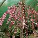 Cerisier � fleurs pleureur