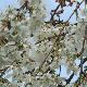 Cerisier � fleurs pleureur