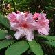 Rhododendron hybride Aladdin