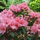 Rhododendron hybride Aladdin
