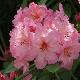 Rhododendron hybride Aladdin