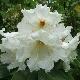 Rhododendron auriculatum