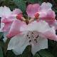 Rhododendron edgeworthii