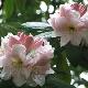 Rhododendron discolor