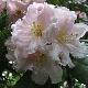 Rhododendron discolor