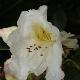 Rhododendron Fragrantissimum