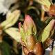Rhododendron Fragrantissimum