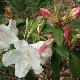 Rhododendron Fragrantissimum