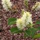 Fothergilla Blue Shadow