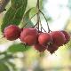 Crataegus crus-galli