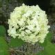 Hortensia arborescent st�rile