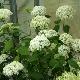 Hortensia arborescent st�rile
