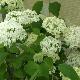 Hortensia arborescent st�rile