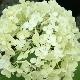 Hortensia arborescent st�rile