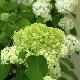 Hortensia arborescent st�rile