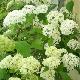 Hortensia arborescent st�rile