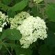 Hortensia arborescent st�rile