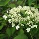 Hortensia arborescens Vasterival