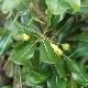 Pittosporum tobira
