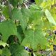 Alangium � feuilles de platane