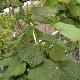 Alangium � feuilles de platane
