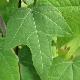 Alangium � feuilles de platane