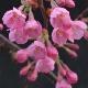Cerisier � fleur Kursar