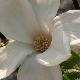 Magnolia Norman Gould