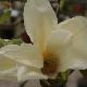 Magnolia � fleurs jaunes Sundance