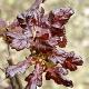 Ch�ne p�doncul� � feuilles pourpres