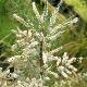 Tamaris d'�t� � fleurs blanches