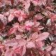 Loropetalum pourpre