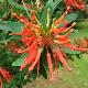 Embothrium Inca Flame