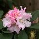 Rhododendron hybride Christmas Cheer