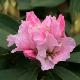 Rhododendron hybride Christmas Cheer