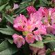 Rhododendron Eucharitis