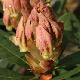 Rhododendron Hybride Bernstein