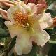 Rhododendron Hybride Bernstein