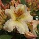 Rhododendron Hybride Bernstein