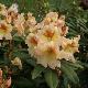 Rhododendron Hybride Bernstein