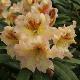 Rhododendron Hybride Bernstein