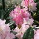 Rhododendron Brigitte