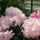 Rhododendron Brigitte
