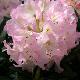 Rhododendron Brigitte