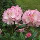 Rhododendron Brigitte
