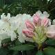 Rhododendron Gartendirektor Rieger