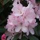 Rhododendron Halopeanum
