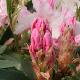 Rhododendron Halopeanum
