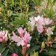 Rhododendron Halopeanum